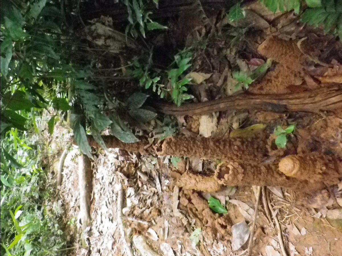 Amazon - Peru18